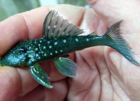 L128 Blue Phantom Pleco - 4 inch L128 Blue Phantom Pleco - 4 inch
